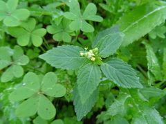 Mercurialis annua