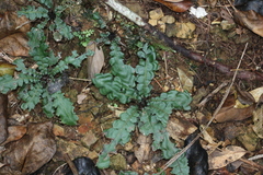 Blechnum opacum