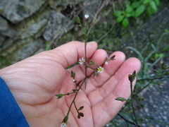 Symphyotrichum subulatum