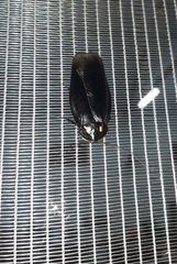 Minablatta bipustulata