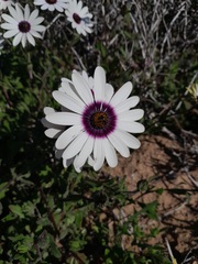 Dimorphotheca