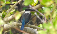 Todiramphus sordidus