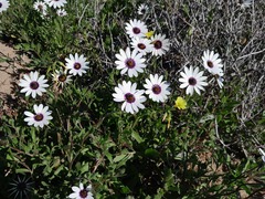 Dimorphotheca