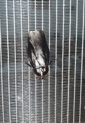 Minablatta bipustulata