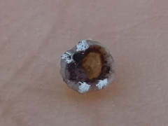 Ceroplastes rusci