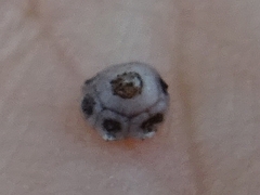 Ceroplastes rusci