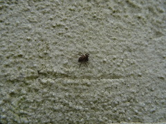 Menemerus semilimbatus