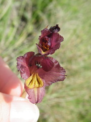 Gladiolus woodii