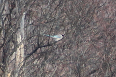 Cyanopica cyanus