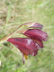 Gladiolus woodii