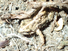 Cacosternum boettgeri