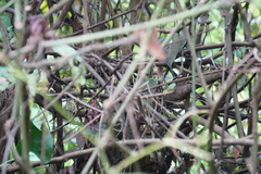 Pycnonotus zeylanicus