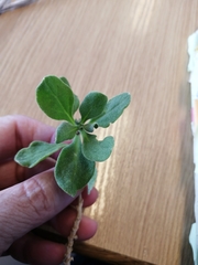 Tetragonia decumbens
