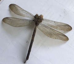Gynacantha