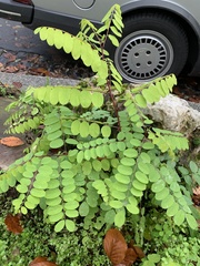 Robinia pseudoacacia