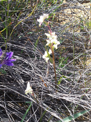 Disperis circumflexa aemula