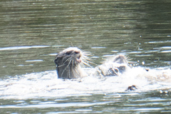 Lutrogale perspicillata