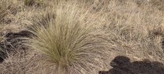 Nassella tenuissima