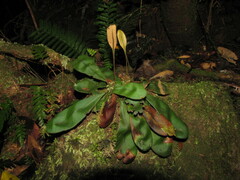 Elaphoglossum glabratum