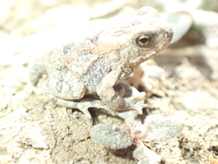 Sclerophrys poweri