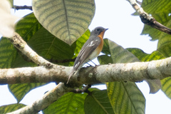 Ficedula mugimaki