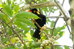 Gracula religiosa