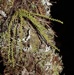 Calymmodon cucullatus