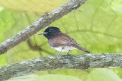 Terpsiphone atrocaudata