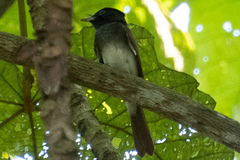 Terpsiphone atrocaudata