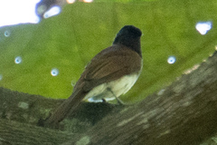 Terpsiphone atrocaudata