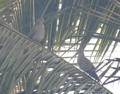 Streptopelia orientalis
