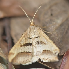 Chiasmia subcurvaria