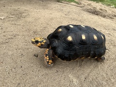 Chelonoidis carbonarius