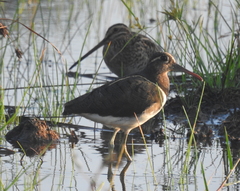 Rostratula benghalensis