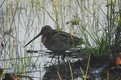Gallinago