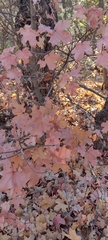 Acer grandidentatum