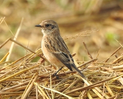 Saxicola maurus