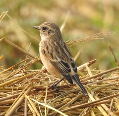 Saxicola maurus