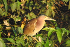 Ixobrychus sinensis