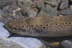 Salmo trutta fario