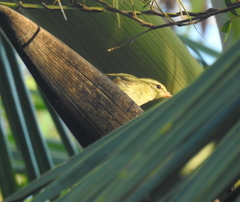 Phylloscopus nitidus