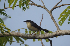 Prinia socialis
