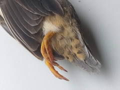 Turnix varius