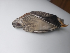 Turnix varius