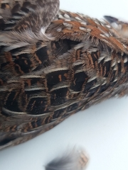 Turnix varius