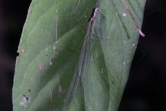 Pholcidae