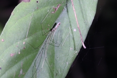 Pholcidae