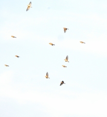 Calandrella dukhunensis