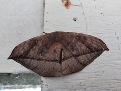 Sphingognatha asclepiades