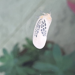 Poekilloptera phalaenoides